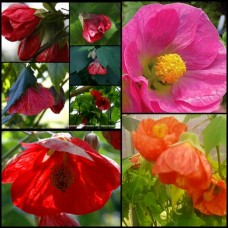 Chinese Lantern Mixed x 6 Plants 3 Types Beautiful Flowering Maple Trees Cottage Garden Shrubs Flowers Deciduous Abutilon hybridum